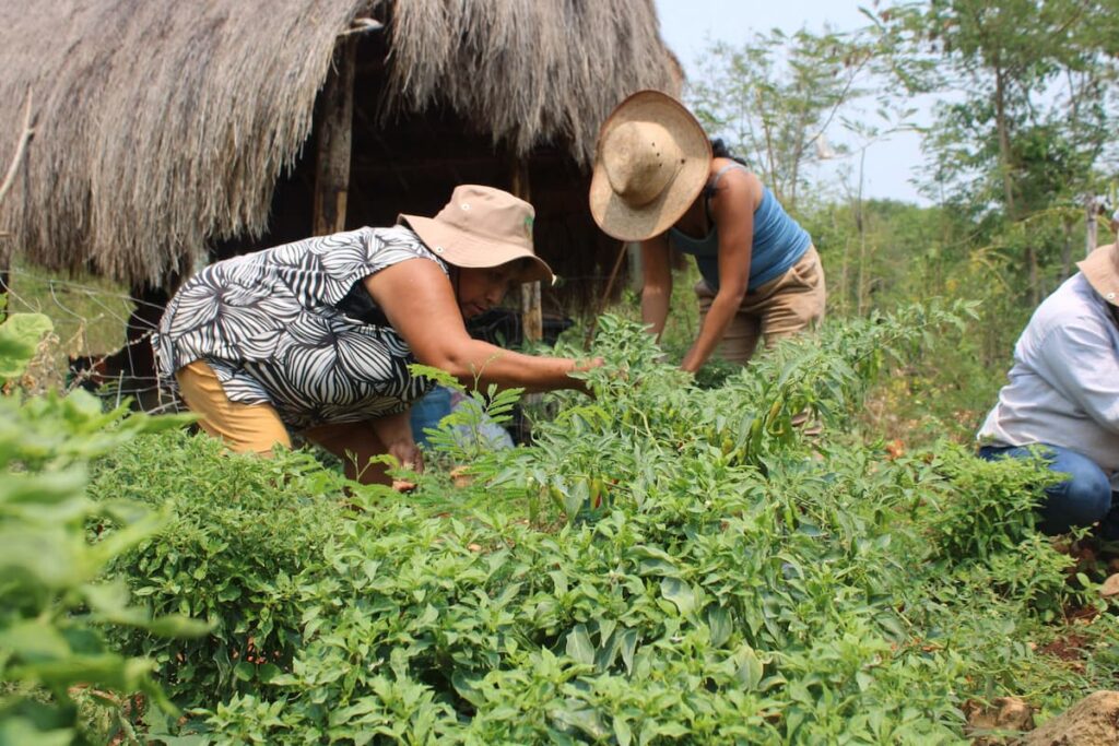 Centro Agroecologico (2)
