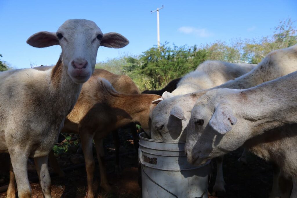 Centro Agroecologico (5)