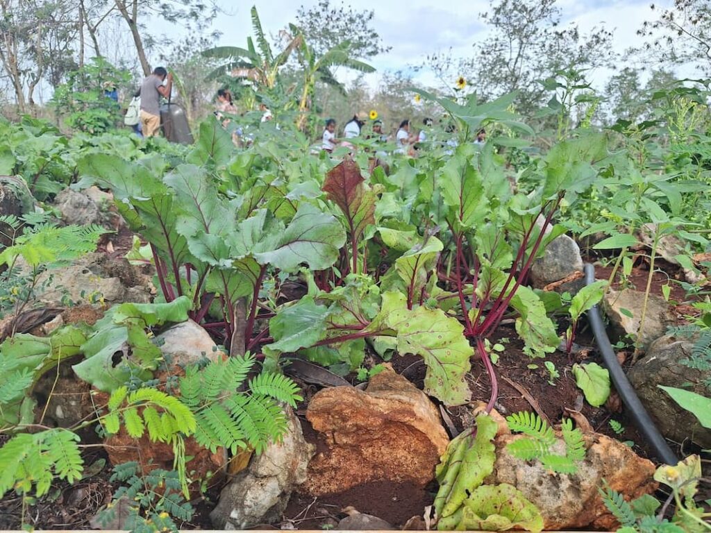 Centro Agroecologico (8)